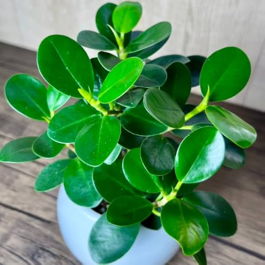 Amazon.co.jp: パンダガジュマル 白い陶器鉢 観葉植物